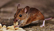 24 Hour & Emergency Exterminators in Slate Run, PA